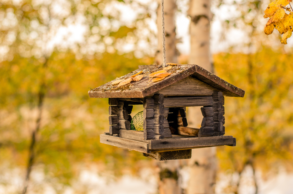 Craft a Backyard Bird Haven: Homemade Bird Feeders for All Skill Levels ...